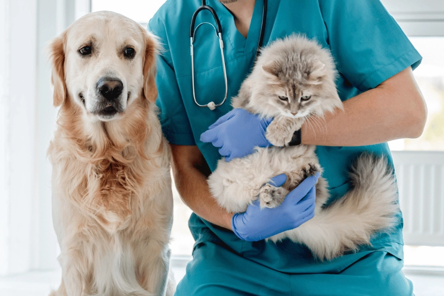 golden retriever sitting next to a male vet tech who is holding a fluffy cat